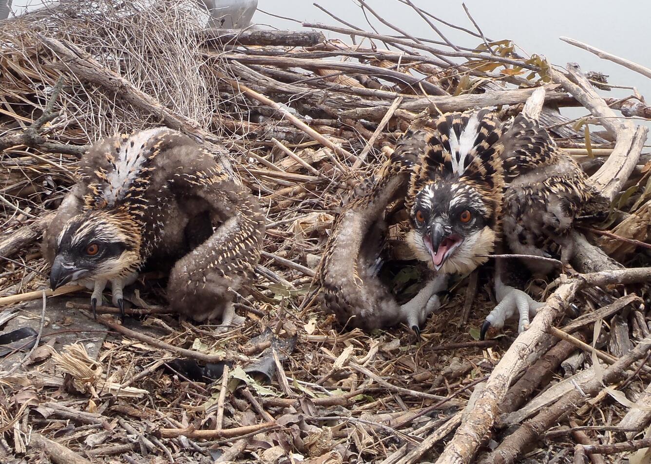 Two osprey nestlings in the Delaware Estuary