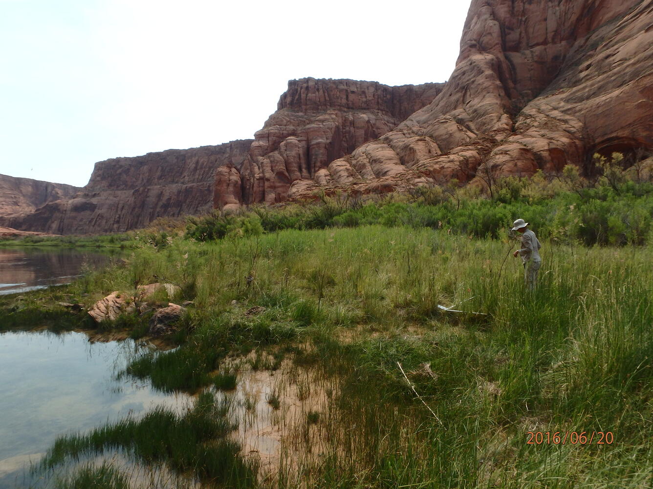 Dense riparian vegetation in Glen Canyon, downstream of Glen Canyon Dam.