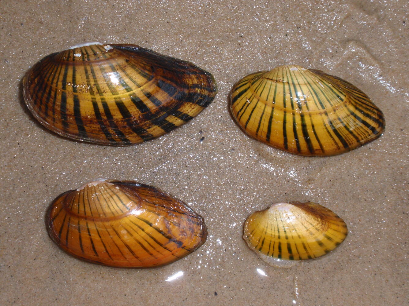 Freshwater mussels
