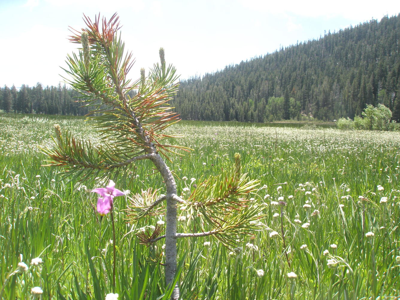Meadow in the Sierra Nevada