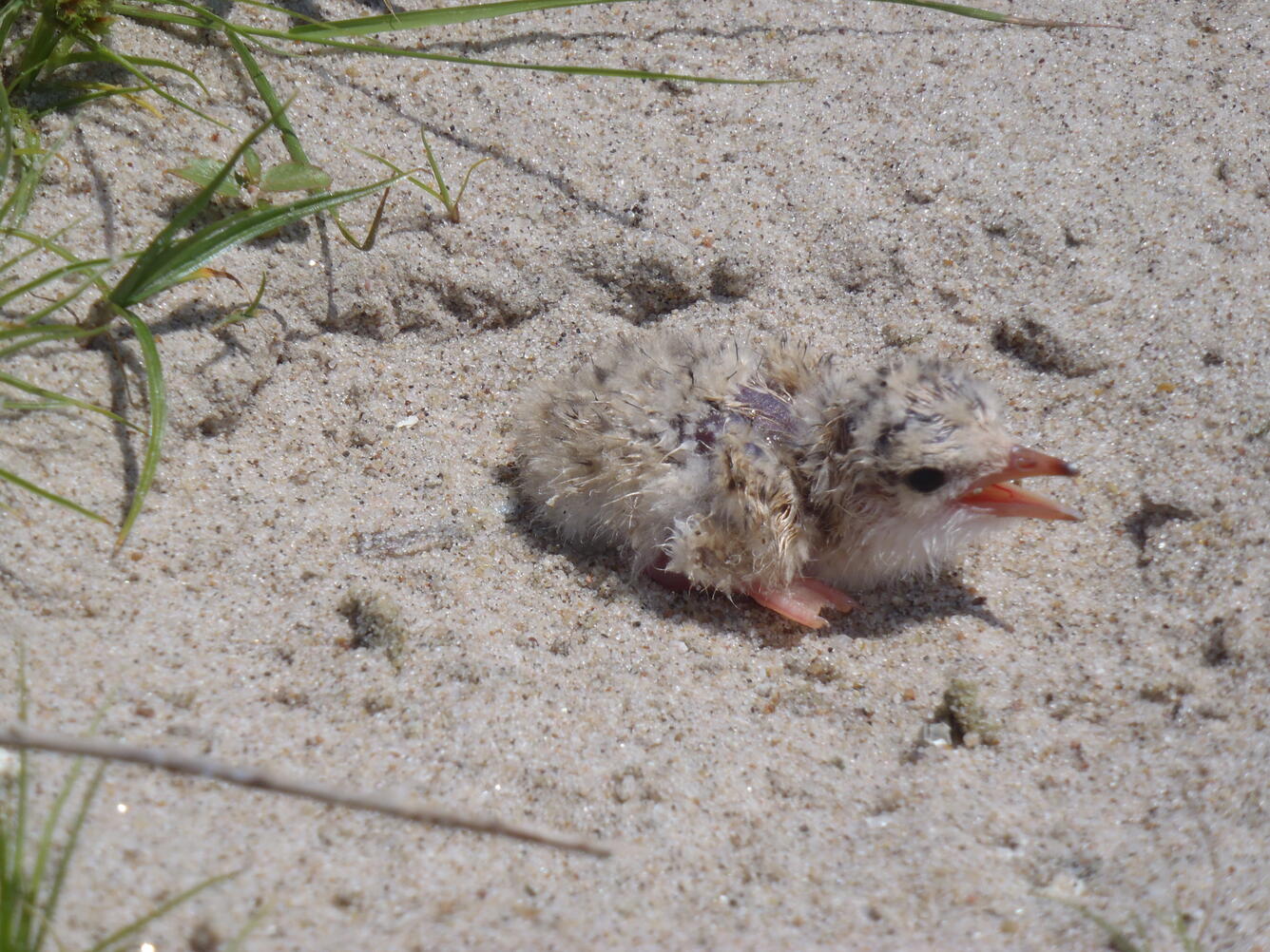 Baby bird on a sand bar in the lower Platte River, NE