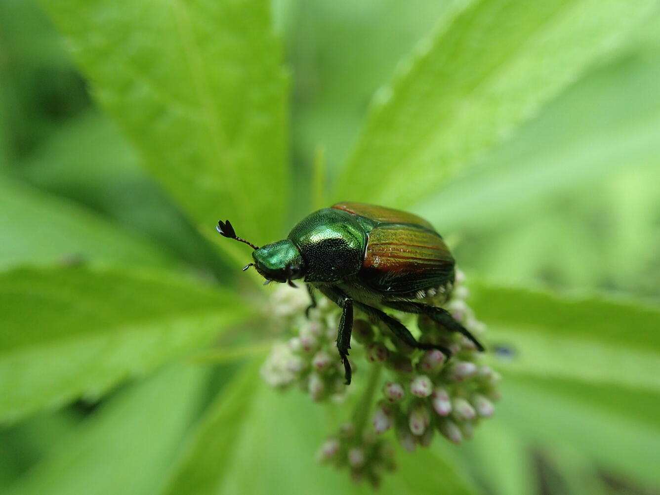 Beetle identified during MSQA ecological survey
