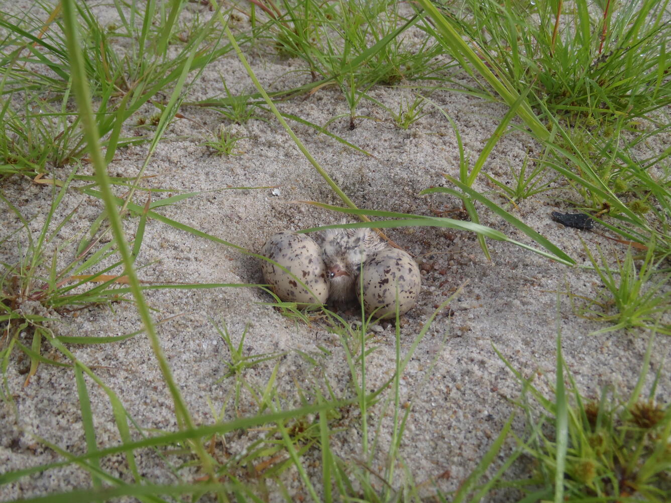Nest with eggs and baby bird on sand bar in the Lower Platte River, NE