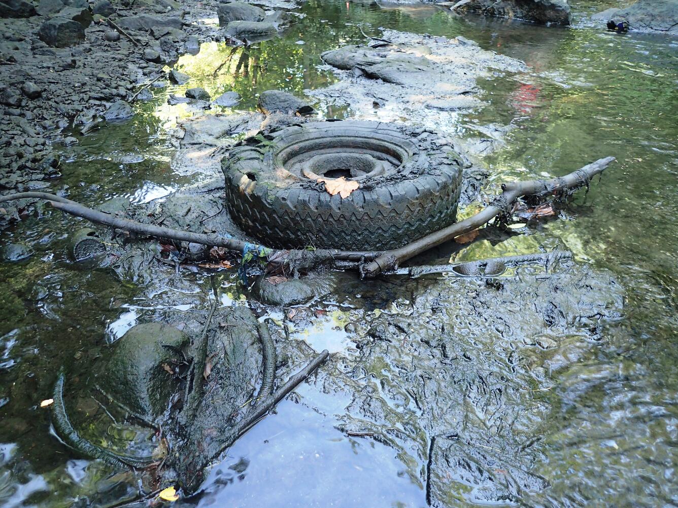 A mud-covered tire and algae in an urban creek