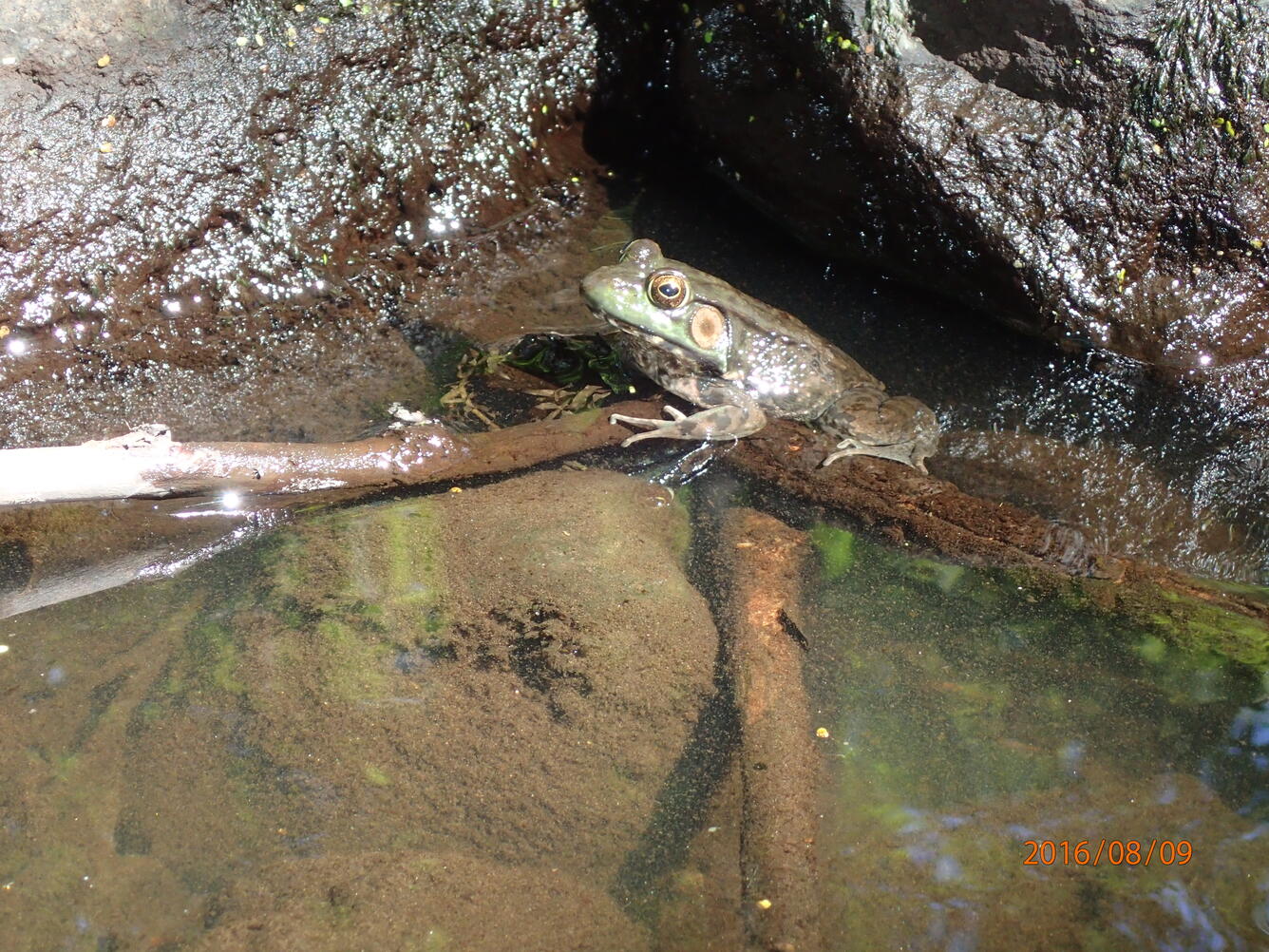 Frog identified during NESQA ecological survey