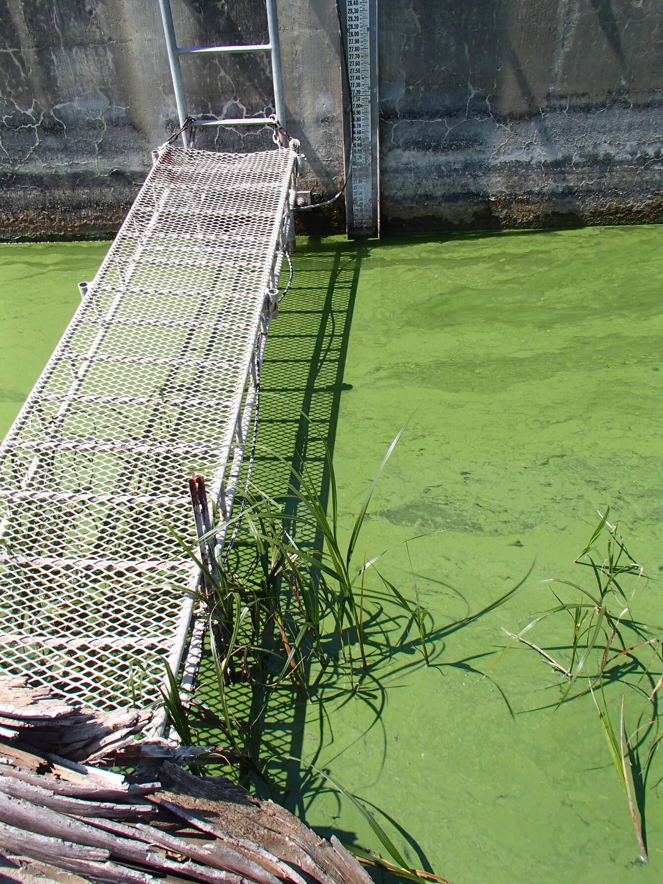 Cyanobacteria bloom in Willow Creek Reservoir, NE