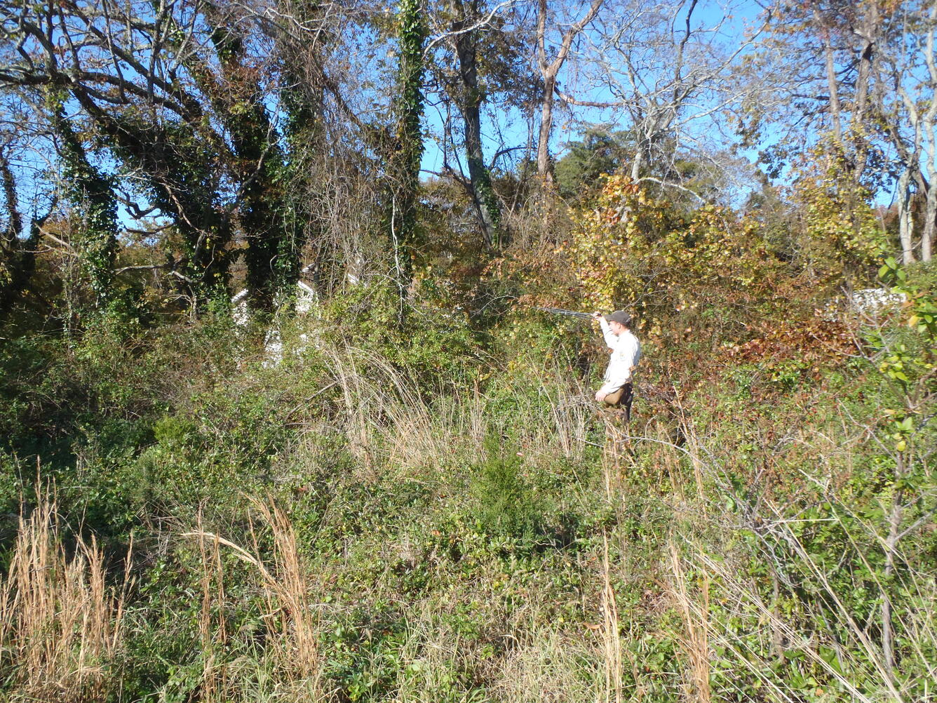Tracking a woodcock in NJ