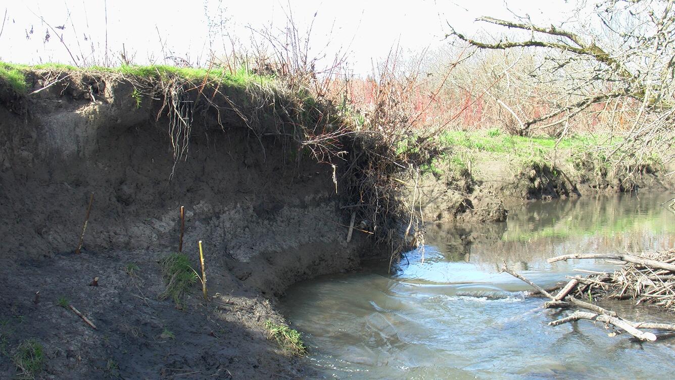 Undercutting of Fanno Creek Streambank
