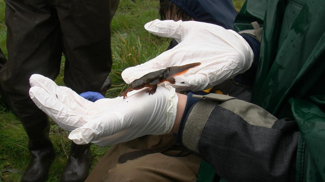 rough-skinned newt