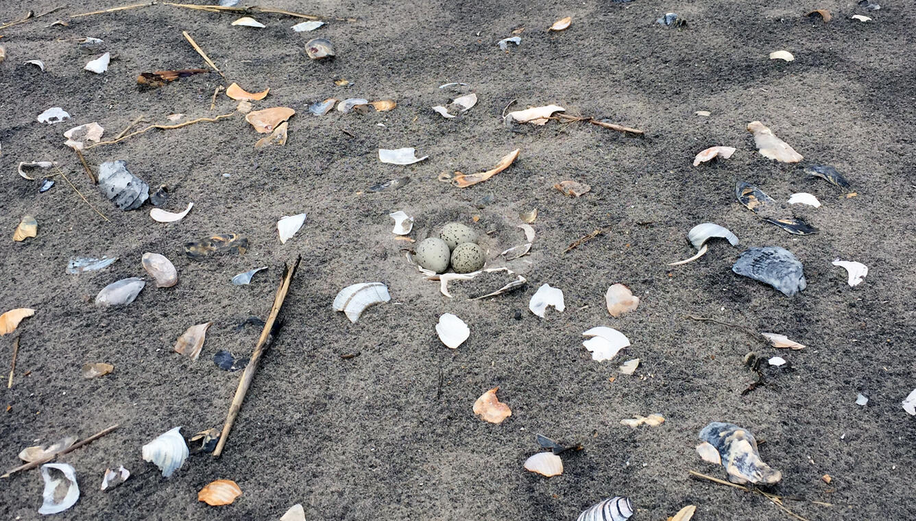 An in-progress piping plover nest