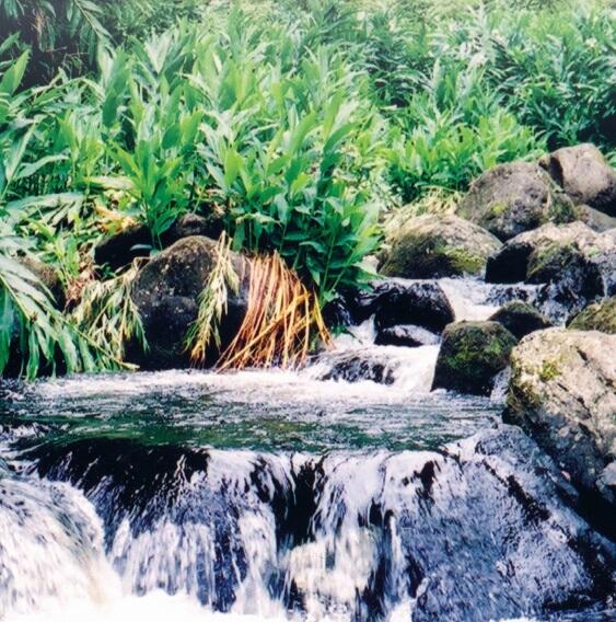 image of small waterfall over rocks with green shrubs behind