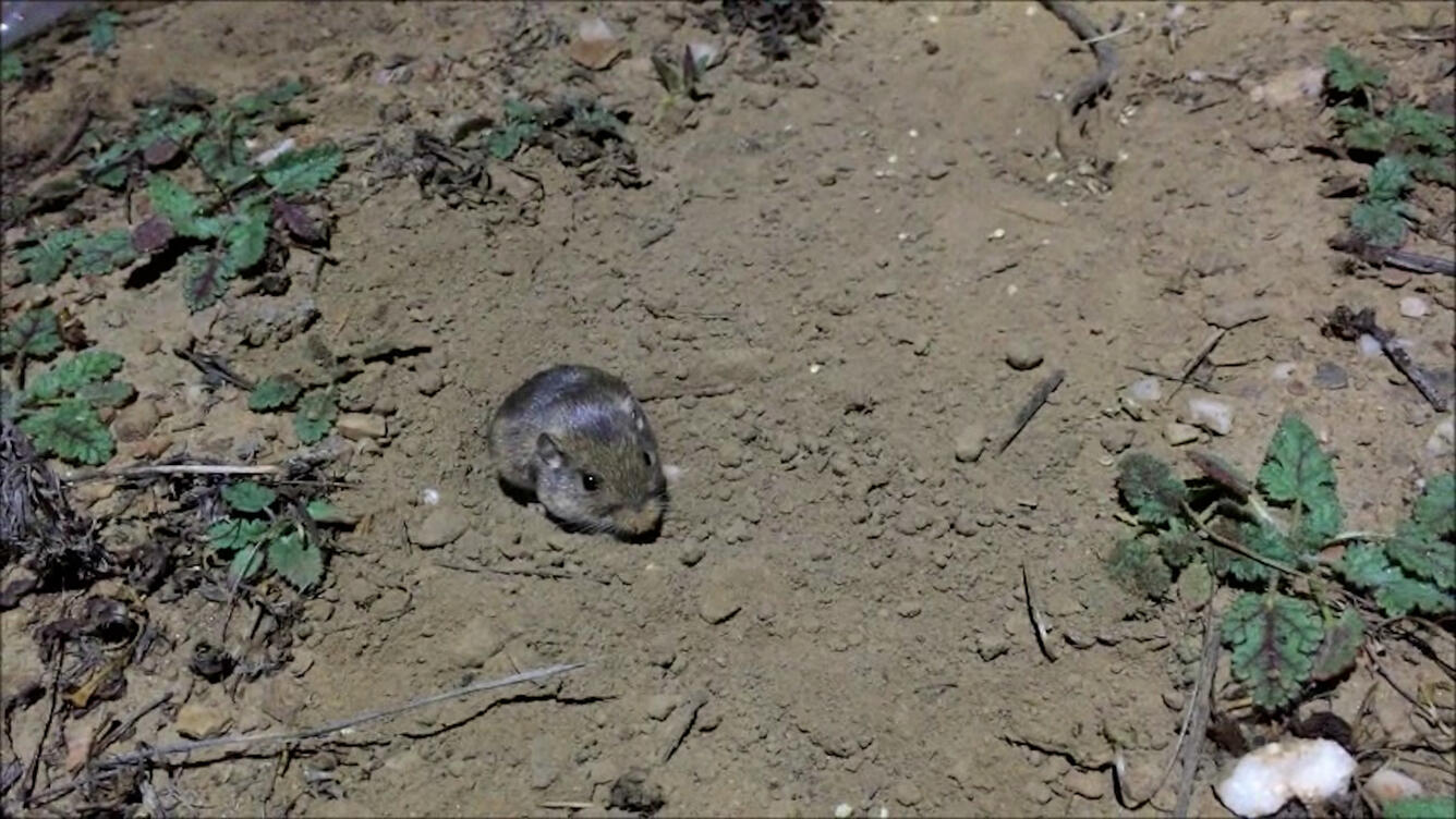 Small brown mouse on a sandy soil with sparse vegetation