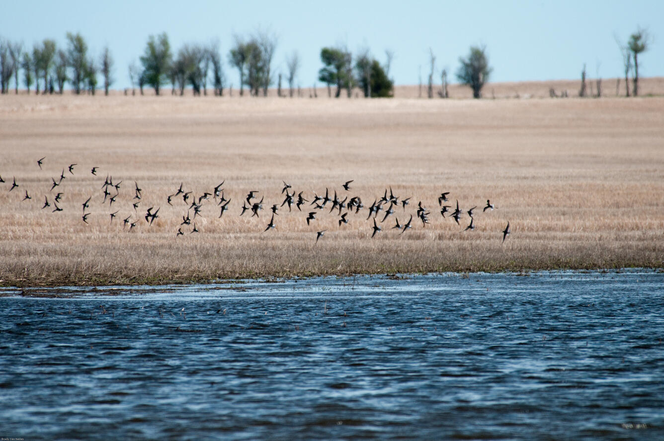 Birds flying in the Plains