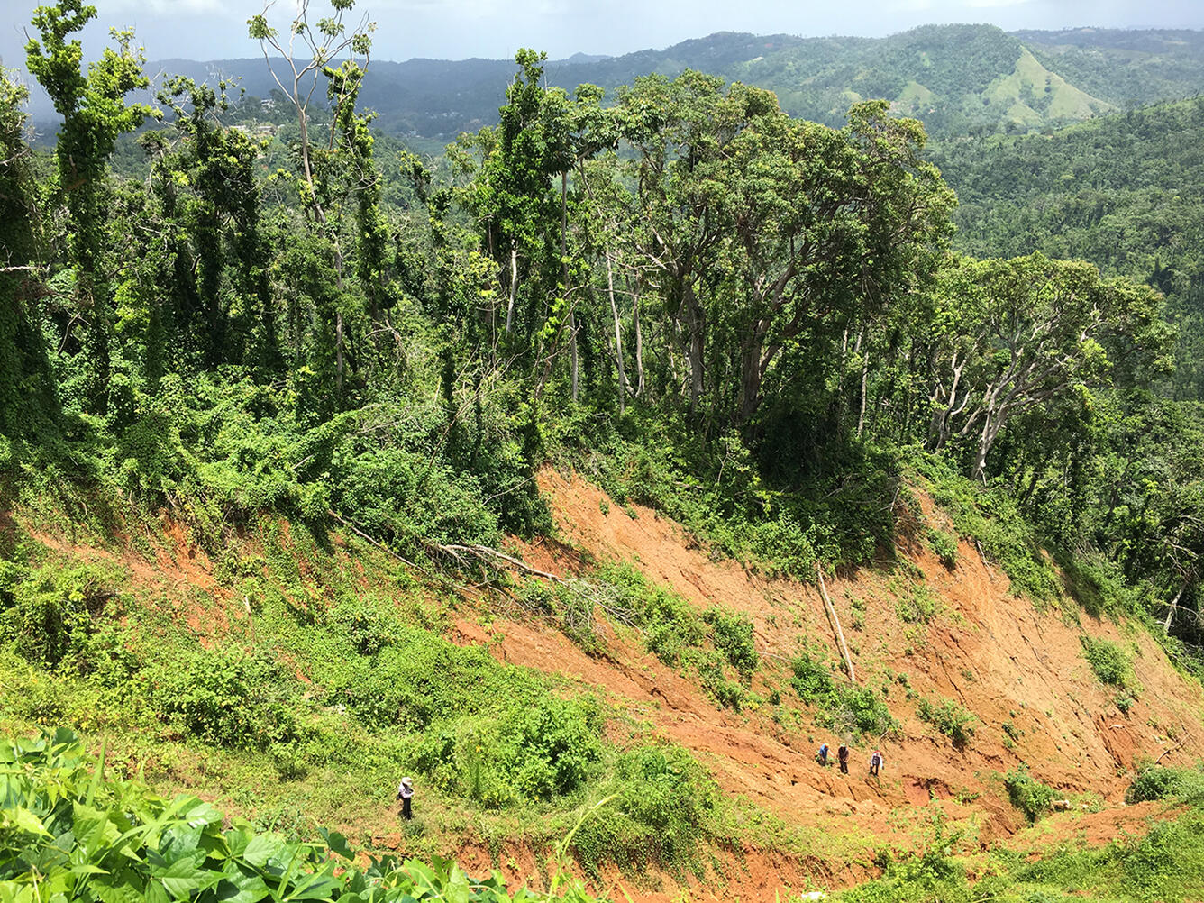 Four USGS scientists on mountainside with landslides and downed trees