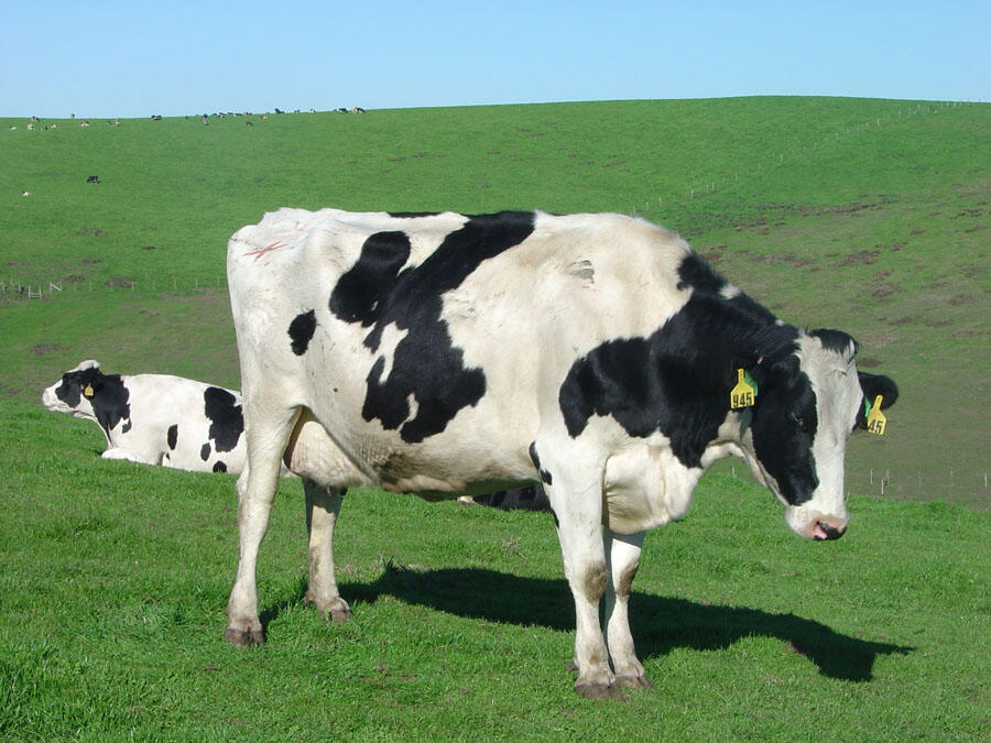 A photo of cows.