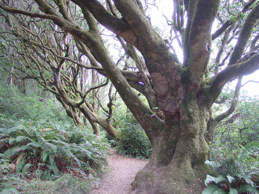 A photo of a forest.