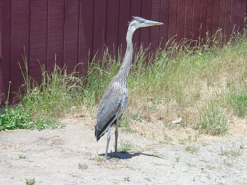 A photo of a heron.