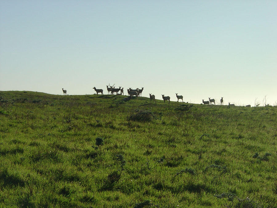A photo of an elk herd.