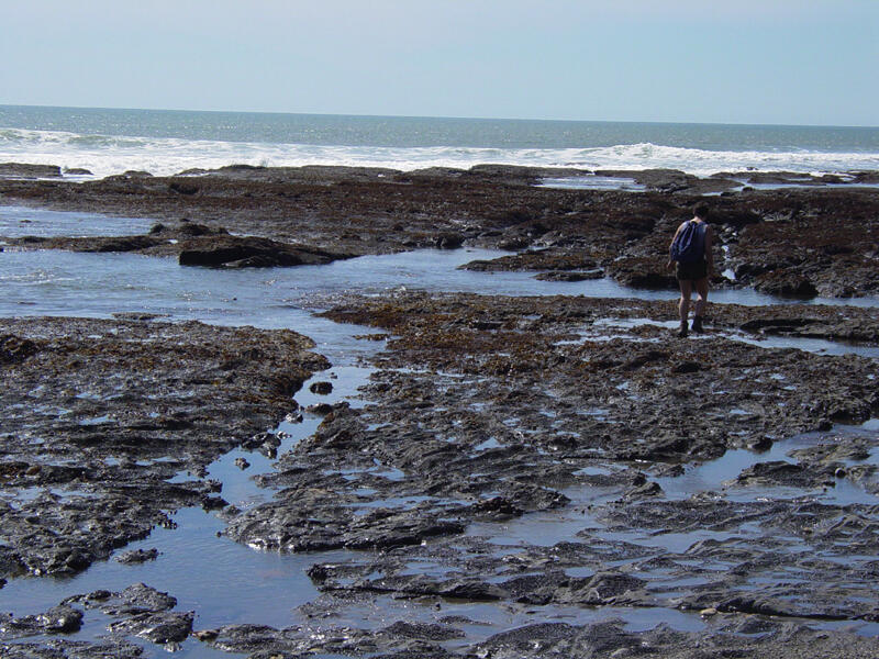 A photo of tide pools.