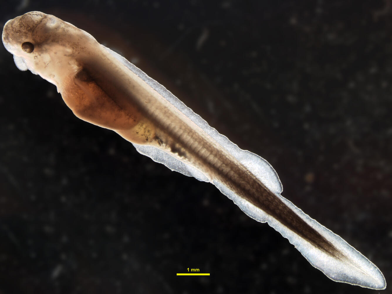 Pallid sturgeon free embryo at approximately 5 days post-hatch