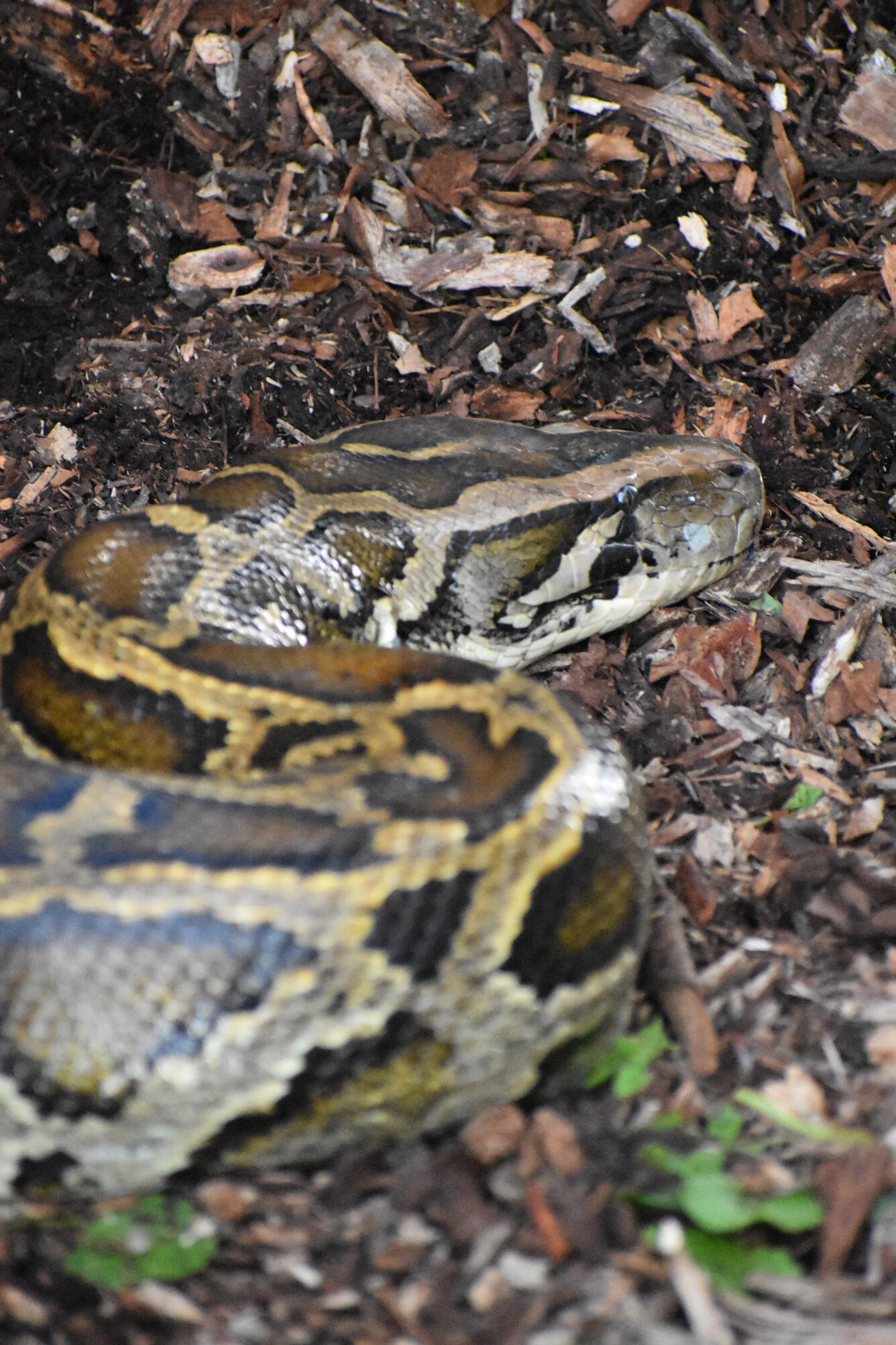 An approximately 14 foot female invasive Burmese python in the Everglades.