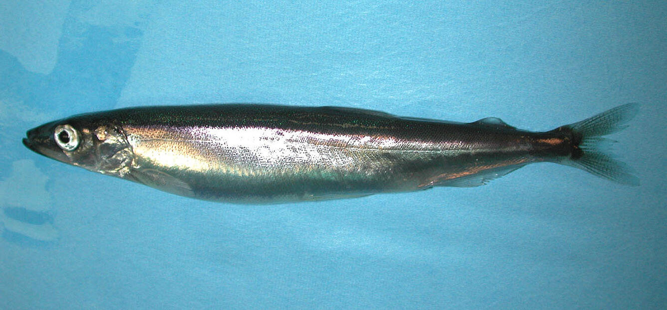 Pacific Capelin