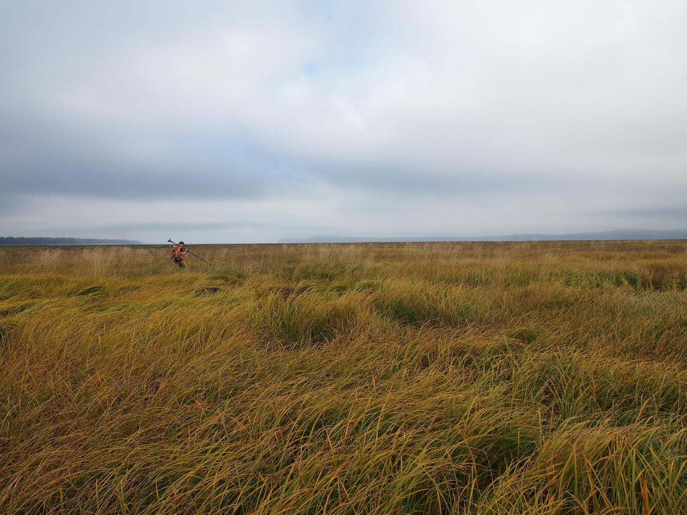 WERC Pacific Northwest, marsh research