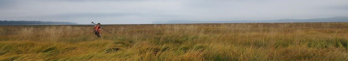 Person walking through tall grasses in marsh landscape, carrying field equipment of their shoulder