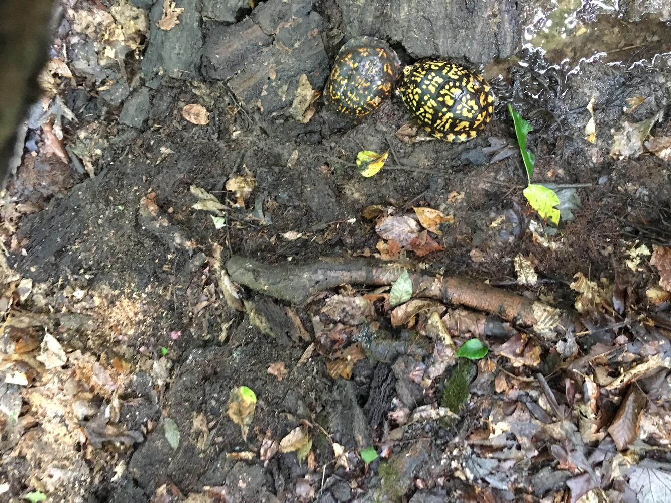 pair of eastern box turtles
