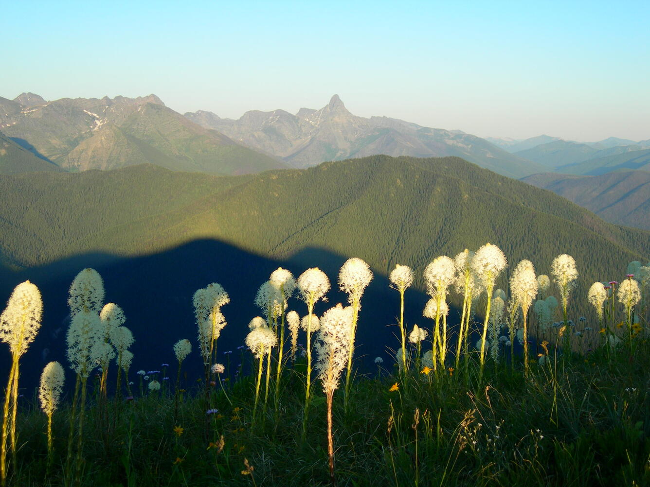 Bear grass in Glacier NP.