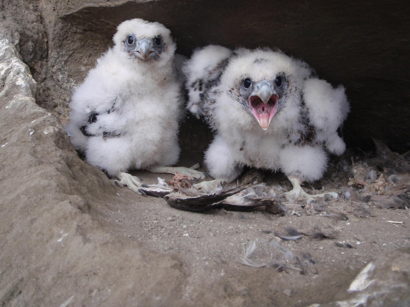 Two baby falcons on the side of a cliff