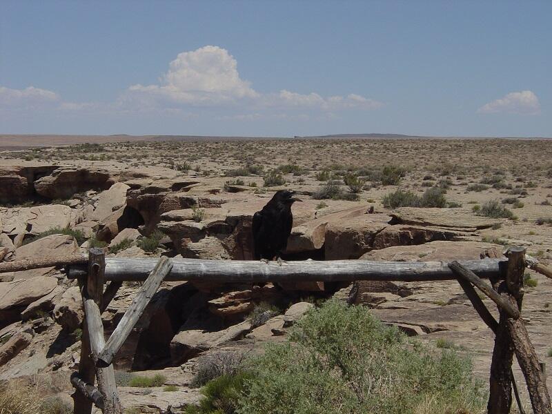 This is a photo of American ravens.