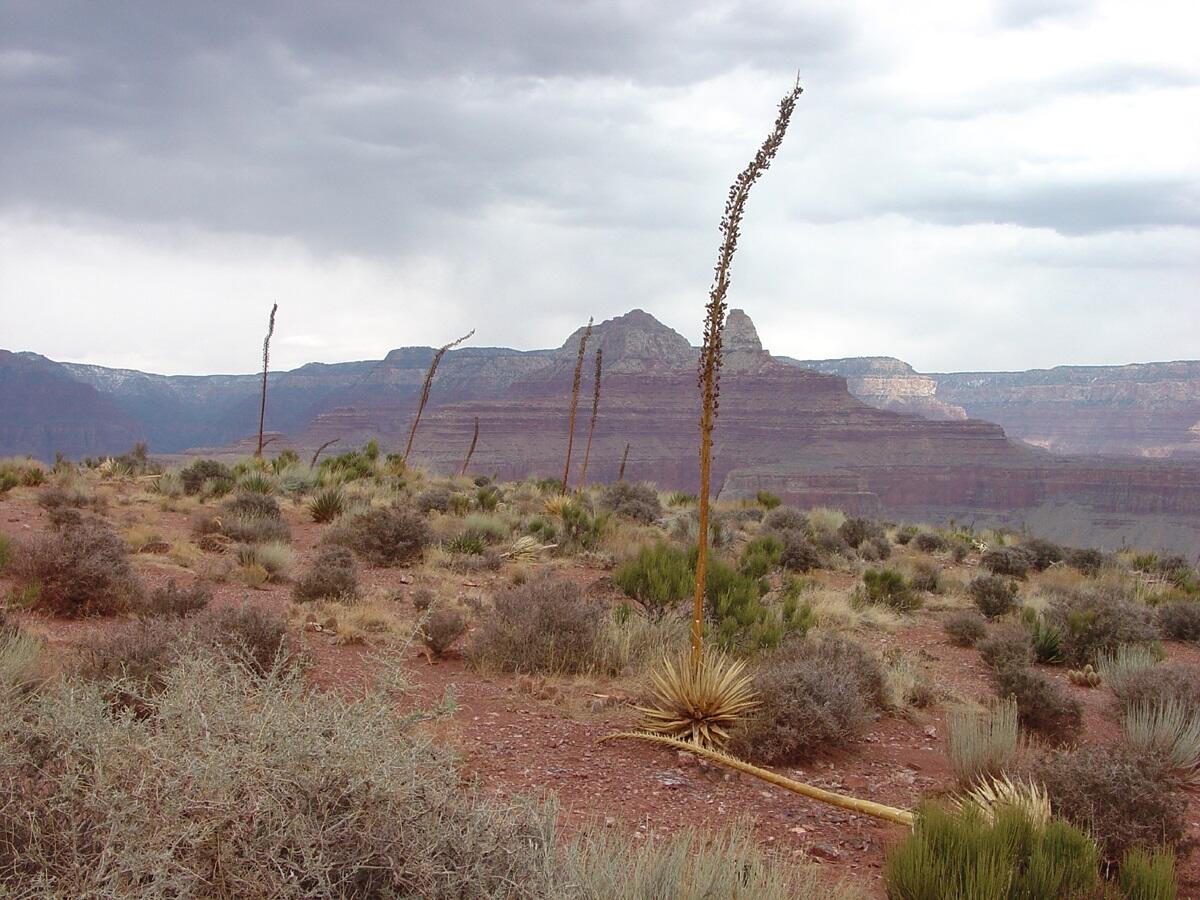 This is a photo of the Utah agave.