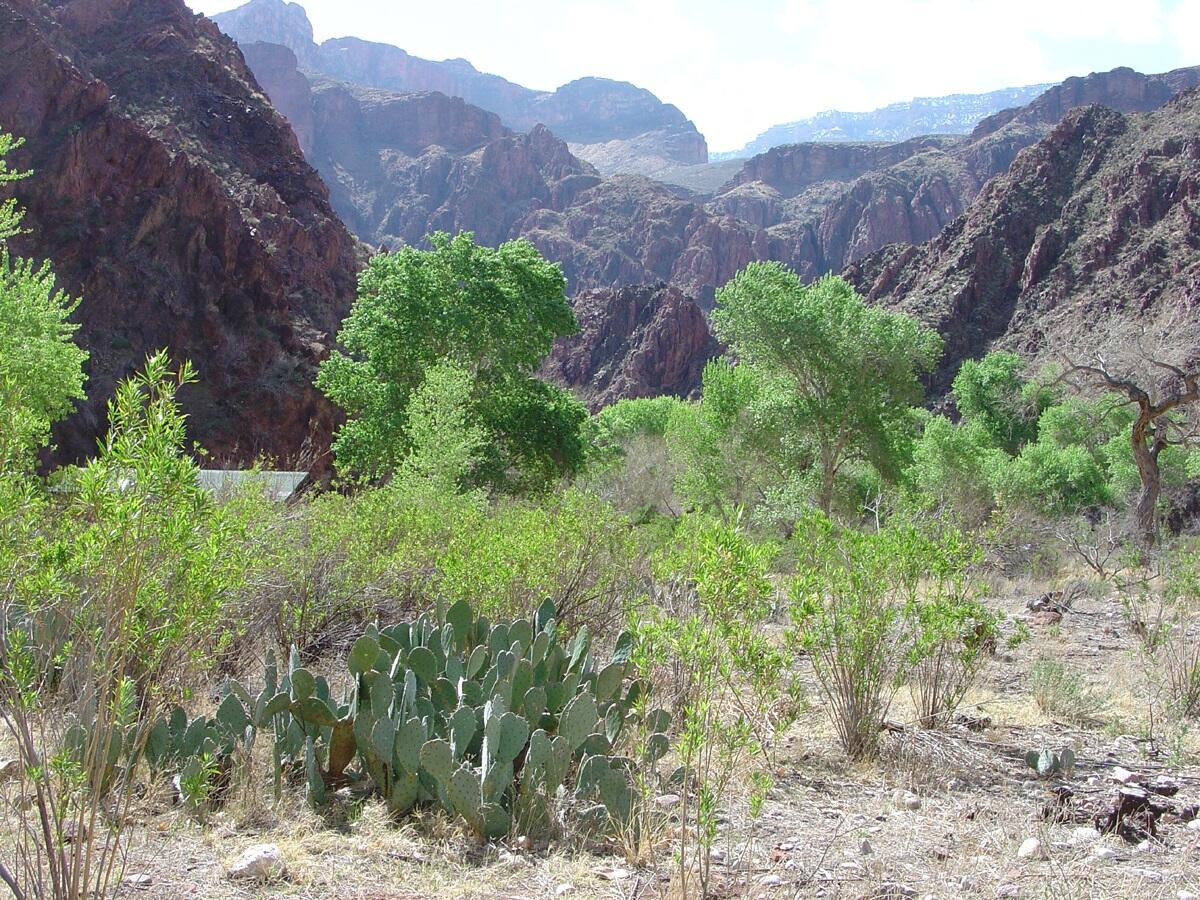 This is a photo of prickly pear cactus plants.