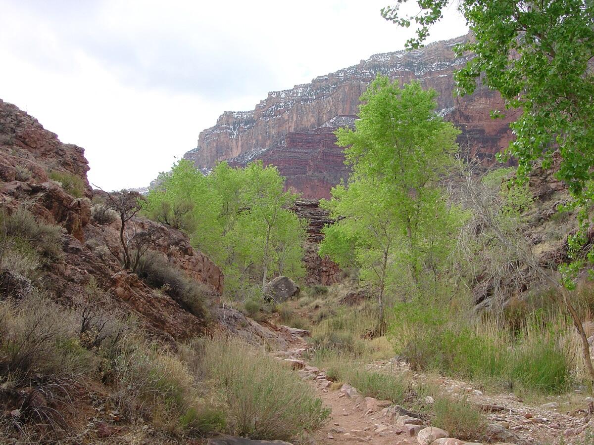 This is a photo of cottonwoods growing along Garden Creek along the Bright Angel Trail near the Great Unconformity.