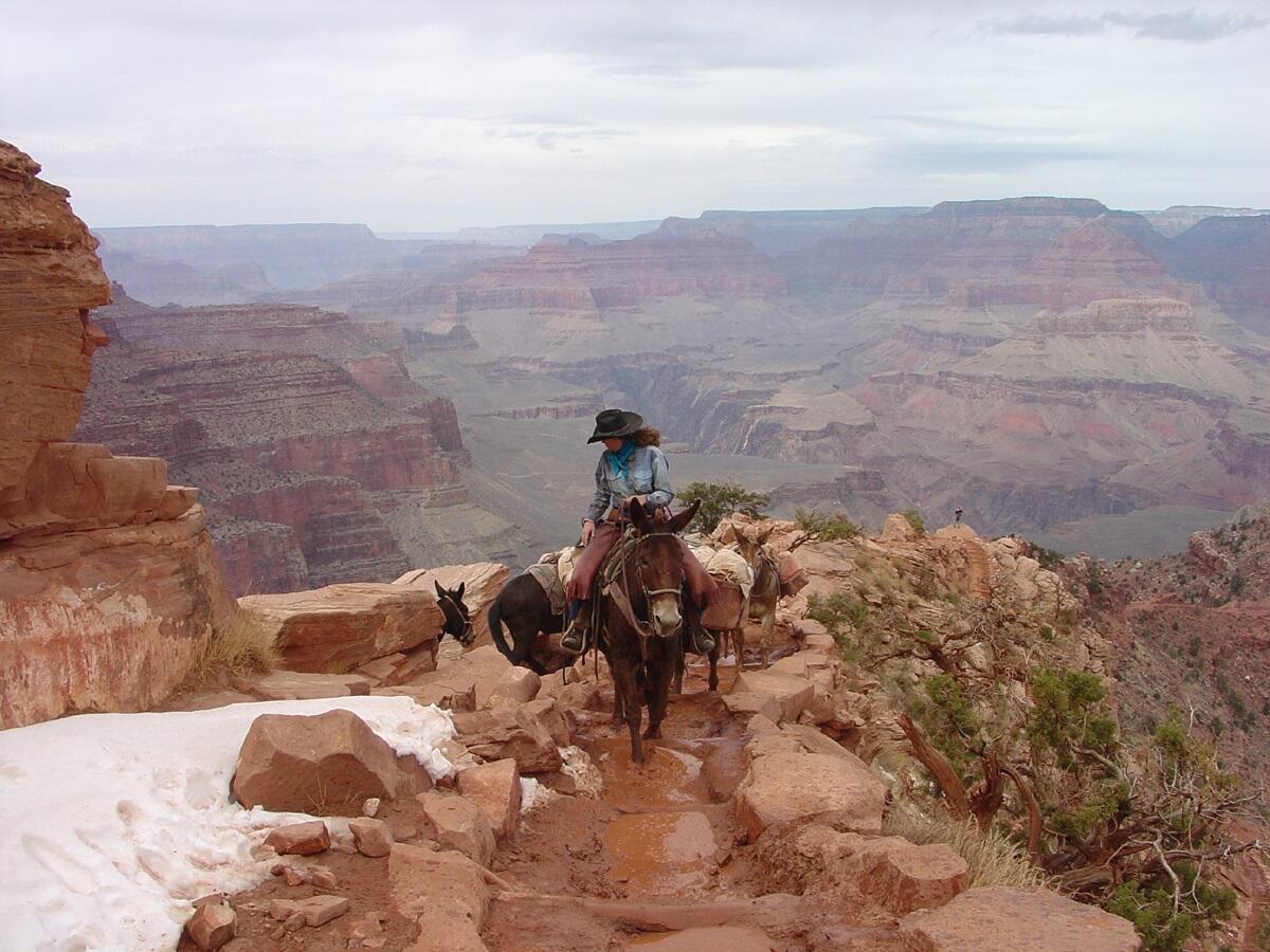 This is a photo of a mule train returning to the rim on the South Kaibab Trail.