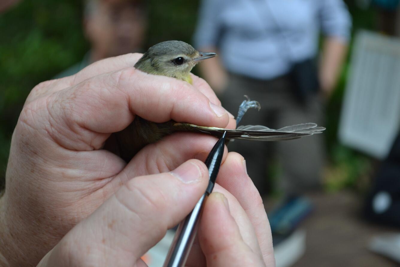 Bander holding Philadelphia vireo in banders grip