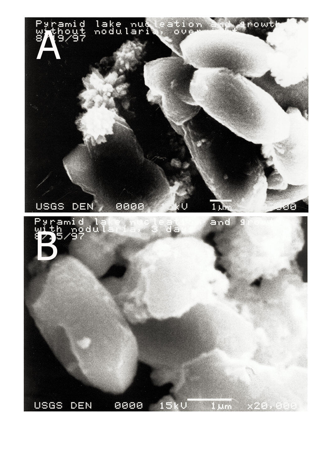 Pyramid Lake Photos: S.E.M. calcium carbonate particle nucleation 