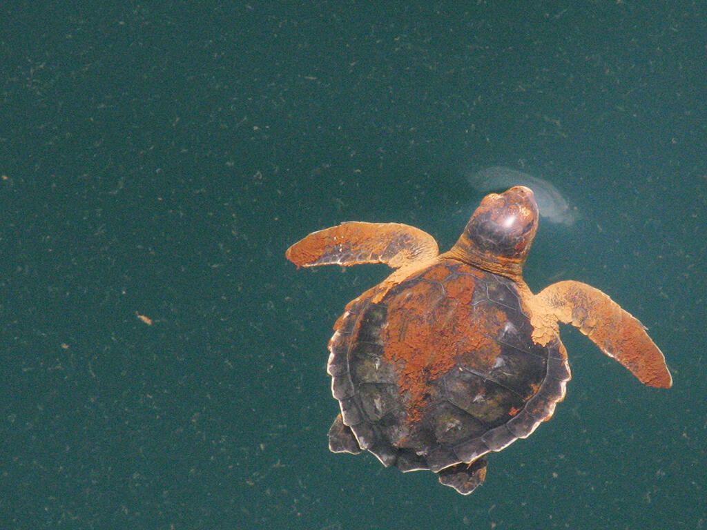 An oiled Kemp's Ridley sea turtle after the Deepwater Horizon oil spill