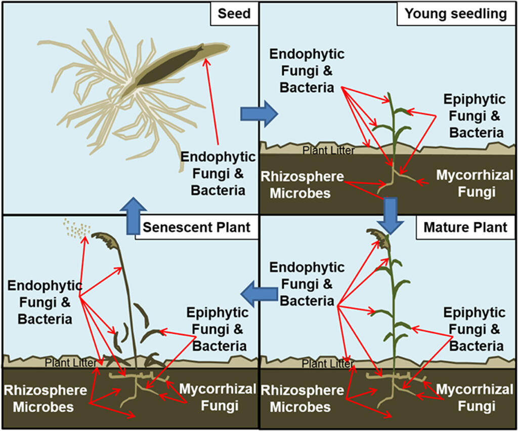 Phragmites-Microbe Interaction Figure