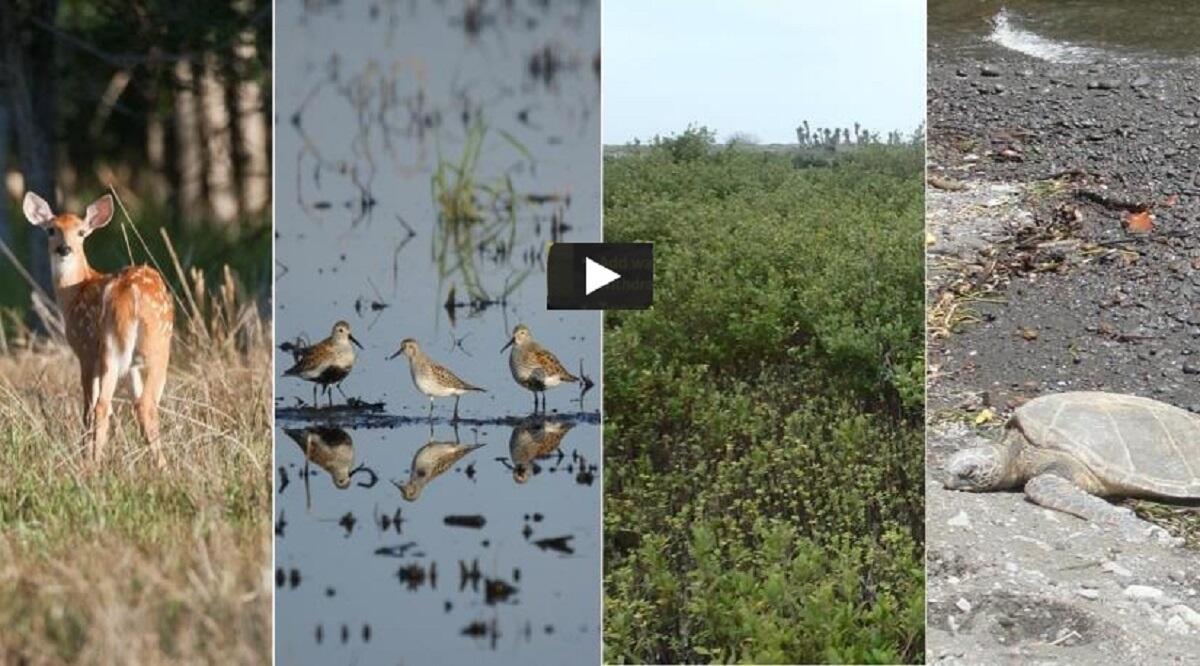 Deer, Birds, Wetlands, Turtle combination