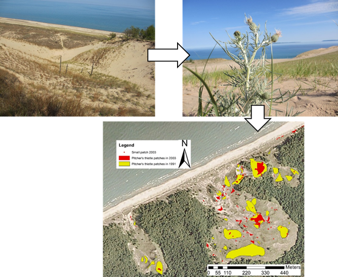 Linking sand dune dynamics to Pitcher's thistle metapopulations