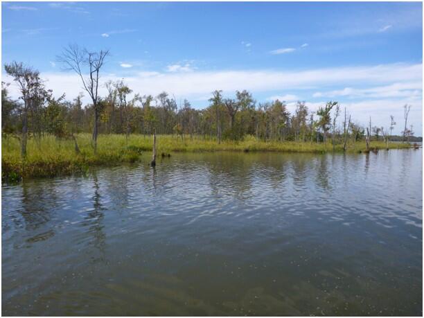 resilience of tidal freshwater wetland