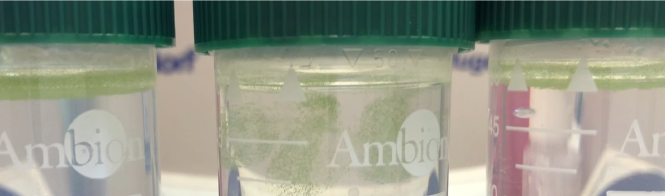 Microcystis aeruginosa exposed to volcanic ash in test tubes