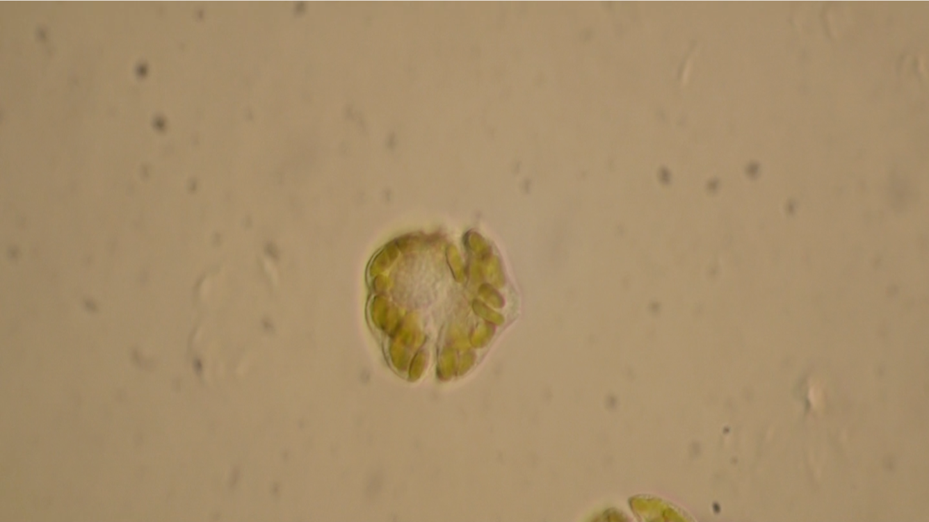 photo of Karenia brevis