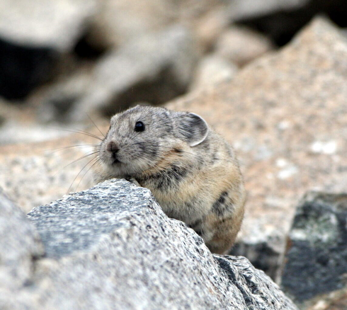 Pika