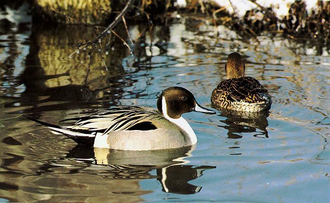 WERC Suisun Marsh Waterfowl