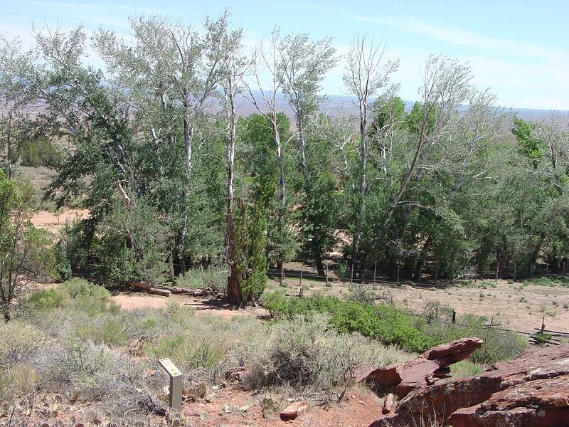 This is a photo of Cottonwoods.