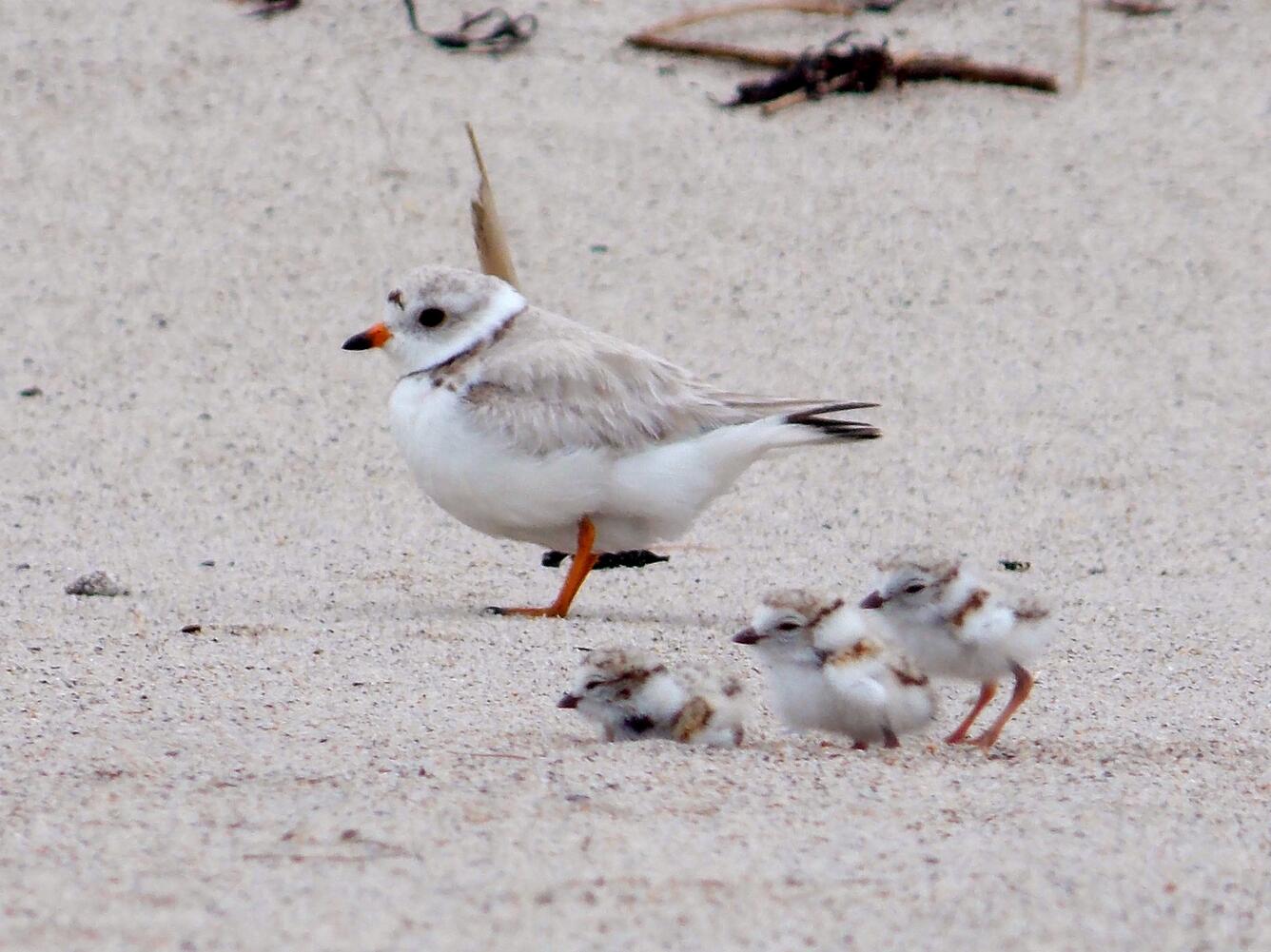 Piping plover adult and two chicks