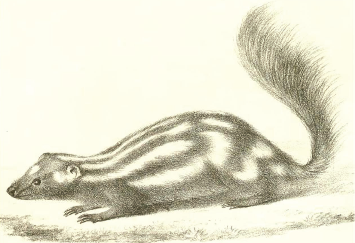 Image shows a sketch of a plains spotted skunk